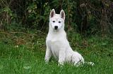 SIBERIAN HUSKY 1021